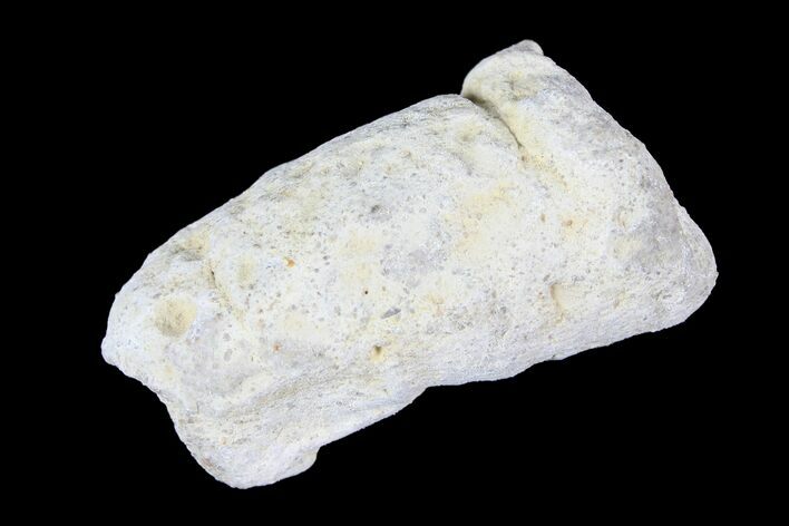 Cretaceous Fish Coprolite (Fossil Poop) - Kansas #93774